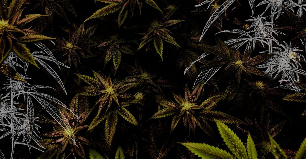 Ahlot Cannabis Case Study Thumbnail